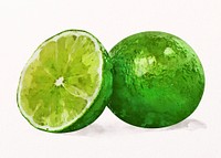 Watercolor lime clipart, fruit illustration psd