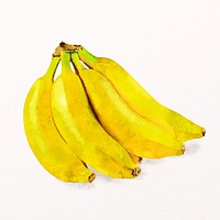 Watercolor banana clipart, fruit illustration psd