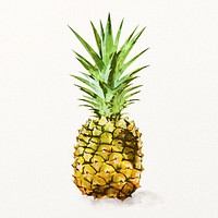 Watercolor pineapple clipart, tropical fruit