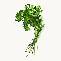 Watercolor cilantro clipart, vegetable illustration vector art