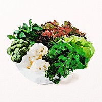 Watercolor leafy salad clipart, vegetable illustration psd