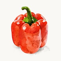 Watercolor bell pepper clipart, vegetable illustration vector art