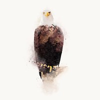 Eagle watercolor illustration, animal design vector