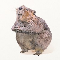Beaver illustration, animal watercolor design