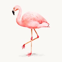 Watercolor bird illustration, Flamingo design vector