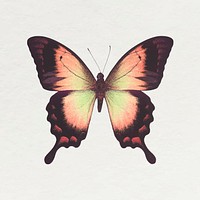 Brown Ulysses butterfly sticker, aesthetic insect illustration vector