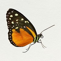 Aesthetic Tithorea butterfly sticker, insect illustration psd