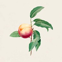 Peach branch clipart, vintage fruit illustration vector