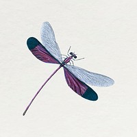 Purple dragonfly sticker, insect illustration vector