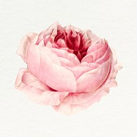 Pink peony sticker, vintage flower illustration psd