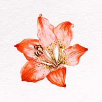 Red lily clipart, botanical illustration psd