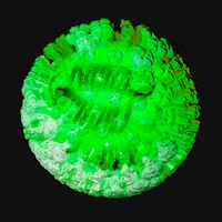 Influenza virus illustration in semi&ndash;transparent green