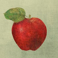Red apple illustration sketch style