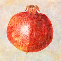 Hand drawn pomegranate illustration