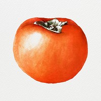 Hand drawn persimmon illustration