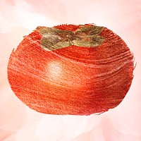 Hand drawn persimmon design element