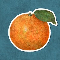 Hand drawn tangerine fruit sticker with white border