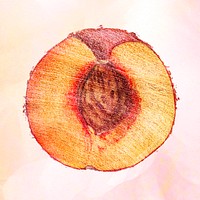 Hand drawn half of peach fruit design element
