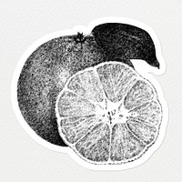 Hand drawn monotone orange fruit sticker with a white border