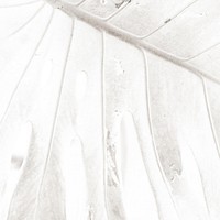 White xanthosoma leaf textured background 
