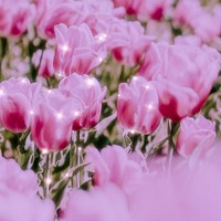 Pink tulip sparkle floral background image