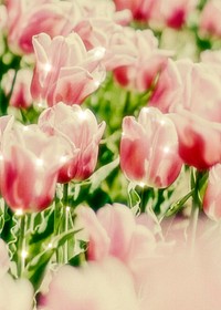 Sparkle tulip floral image background