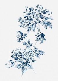 Psd blue verbena flower vintage botanical illustration