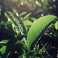 Fresh tea leaves with dew drops background