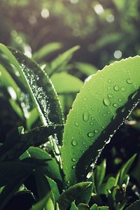 Fresh green leaves with dew drops background