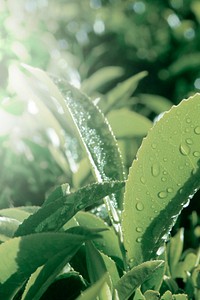 Fresh leaves with dew drops background