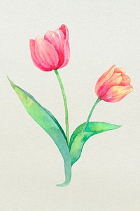 Easter tulip design element watercolor illustration