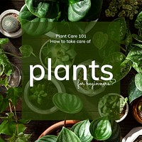 Plant parent beginner template psd guide