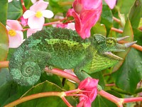Feral Jackson&#39;s Chameleon on the island of Maui, Hawaii. Original public domain image from <a href="https://commons.wikimedia.org/wiki/File:Jackson%27s_Chameleon_2_edit1.jpg" target="_blank">Wikimedia Commons</a>
