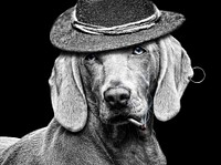 A classy dog in a punk hat. Original public domain image from Wikimedia Commons