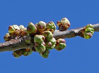 Buds on branches of a cherry tree (Prunus sect. Cerasus), Gåseberg, Lysekil municupality, Sweden. Original public domain image from Wikimedia Commons