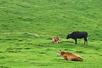 Hanu (Korean cattle). Original public domain image from <a href="https://commons.wikimedia.org/wiki/File:Hanu_(Korean_cattle).jpg" target="_blank" rel="noopener noreferrer nofollow">Wikimedia Commons</a>
