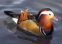 A male Mandarin Duck at Slimbridge Wildfowl and Wetlands Centre, Gloucestershire, England. Its right wing has been clipped. Original public domain image from Wikimedia Commons