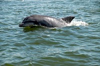 Dolphin. Original public domain image from Wikimedia Commons