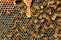 Honey bees. Original public domain image from Wikimedia Commons