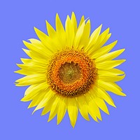 Sunflower clipart on blue background