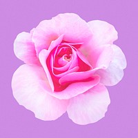 Pink queen Elizabeth rose, flower clipart