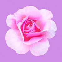 Pink queen Elizabeth rose, flower collage element psd