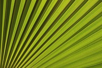 Banana leaf textured background. Original public domain image from <a href="https://commons.wikimedia.org/wiki/File:Evergreen_(236684189).jpeg" target="_blank">Wikimedia Commons</a>