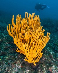 Corals. Original public domain image from <a href="https://commons.wikimedia.org/wiki/File:500px_photo_(172808331).jpeg " target="_blank">Wikimedia Commons</a>