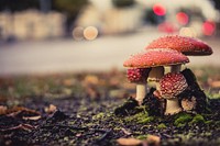 Poisonous mushroom in Finland. Original public domain image from Wikimedia Commons