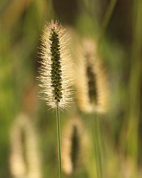 Golden hour back lighting a field of these.. Peaceful eve. Original public domain image from Wikimedia Commons