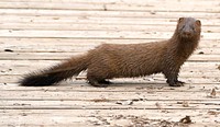 A mink pauses for a moment on the boardwalk before running into the reeds. Original public domain image from Wikimedia Commons