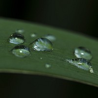 Droplets. Original image from <a href="https://commons.wikimedia.org/wiki/File:Tropfen_(181755095).jpeg" target="_blank">Wikimedia Commons</a>