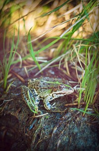Frog. Original public domain image from <a href="https://commons.wikimedia.org/wiki/File:Frog_(157881799).jpeg" target="_blank">Wikimedia Commons</a>