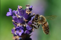 Insects on Lavender flowers. Original public domain image from Wikimedia Commons